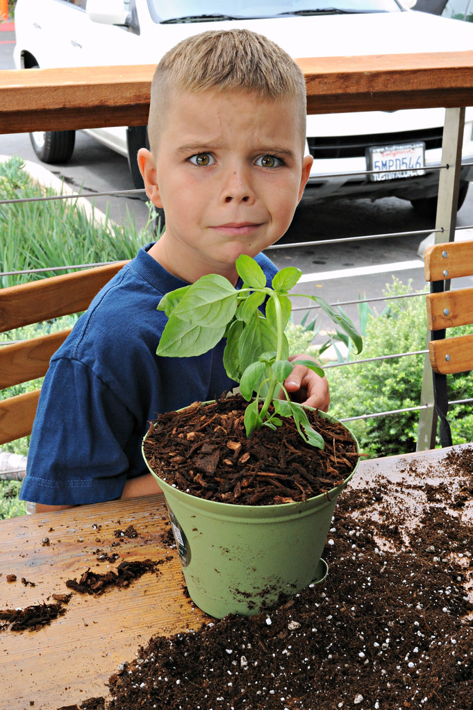 The Complete Beginner’s Guide to Organic Vegetable Gardening