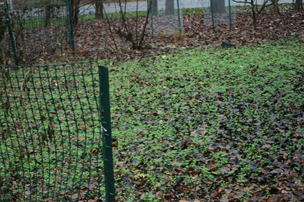 How to Start an Organic Garden from Scratch