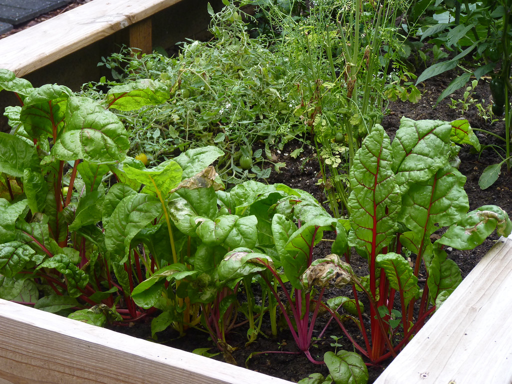 Autumn Garden Cleanup & Preservation Guide