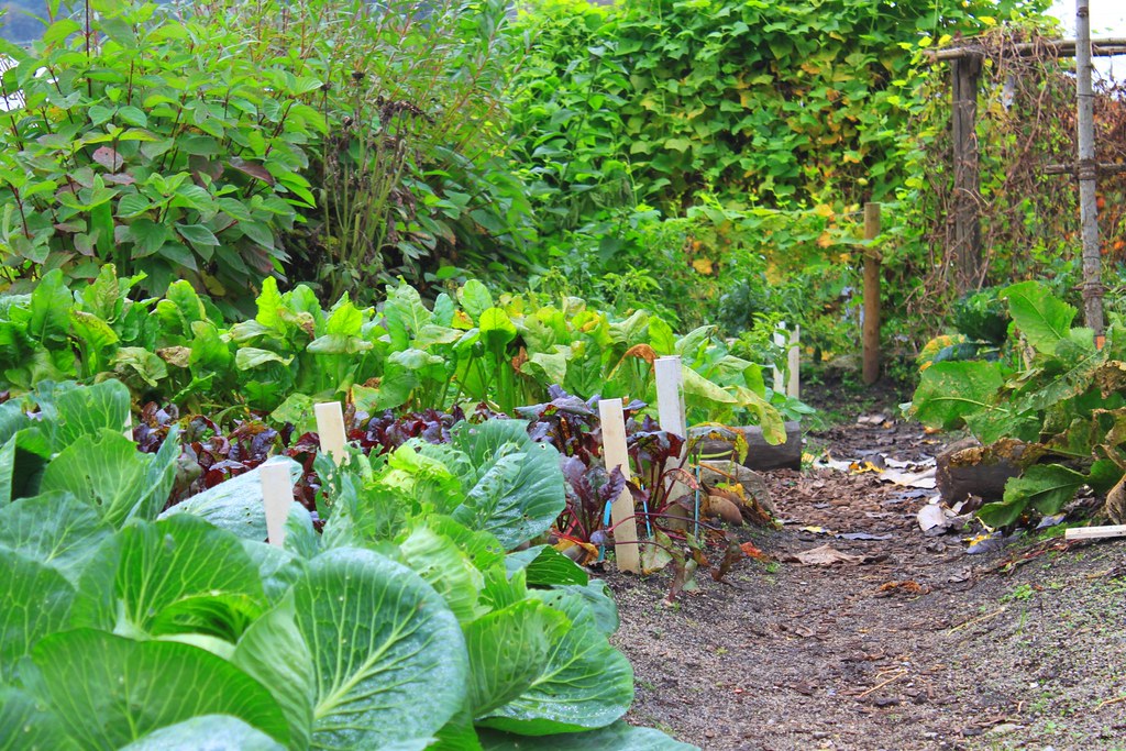 Zone-by-Zone Planting Guide for Organic Vegetables