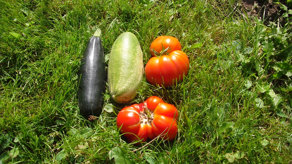 What to Plant in Spring: A Monthly Checklist