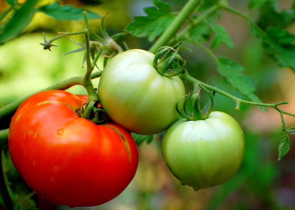 5-Step Protocol for Eliminating Tomato Blight Without Fungicides