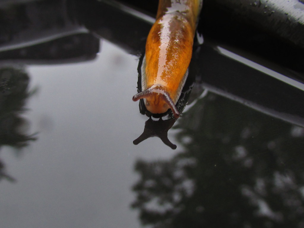 Stop Slugs and Snails Naturally: 7 Effective Techniques