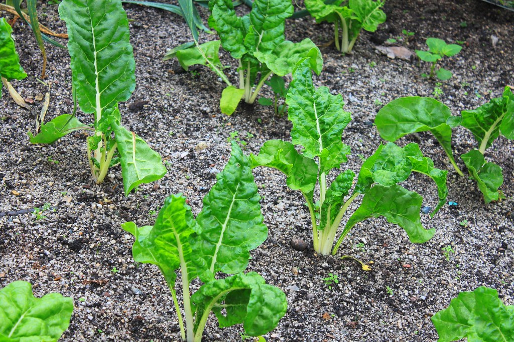 The 100lb Harvest Challenge: How to Maximize Yield in Small Spaces