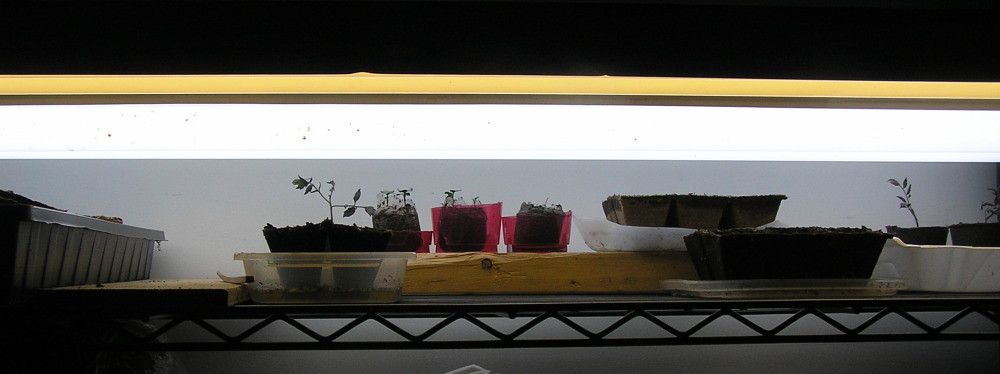 Seed Saving 101: How to Collect and Store Heirloom Seeds