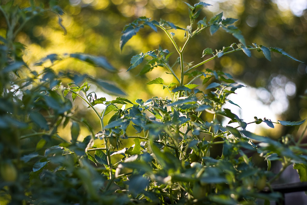Why are My Tomato Leaves Turning Yellow? (How to Fix It Fast)