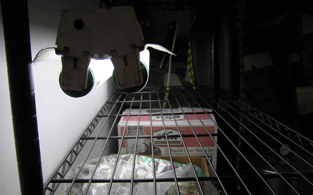 How to Fix Leggy Seedlings Growing Indoors (No Special Lights Needed)
