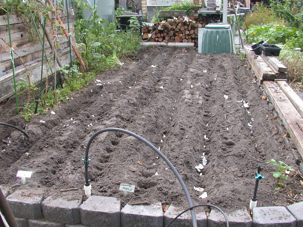 Can You Grow Garlic From Grocery Store Cloves? (What You Need to Know)