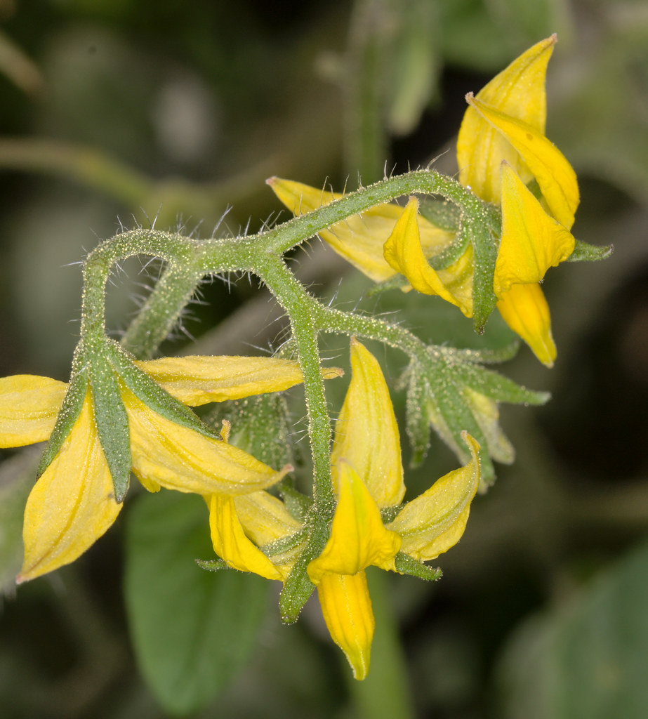 How to Stop Blossom End Rot on Tomatoes (The Calcium Fallacy)