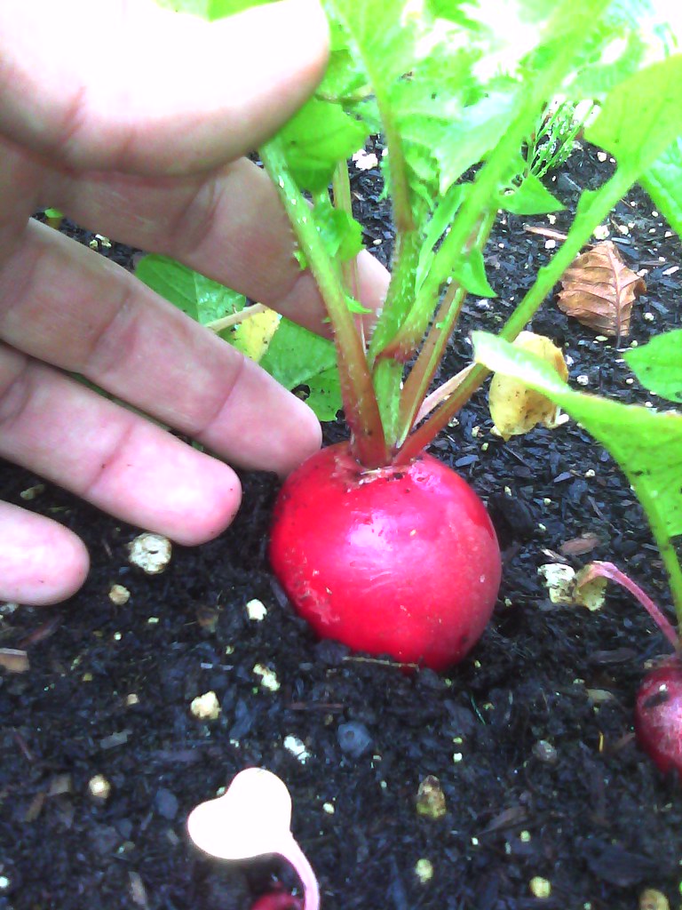 Why are My Radishes Woody, Hollow, or Bolting? (And How to Fix It)