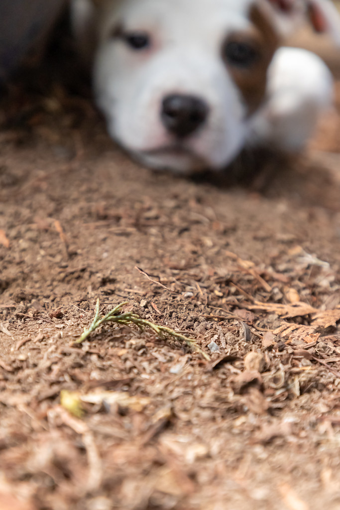 How to Test Your Garden Soil Texture at Home (DIY Mason Jar Test)