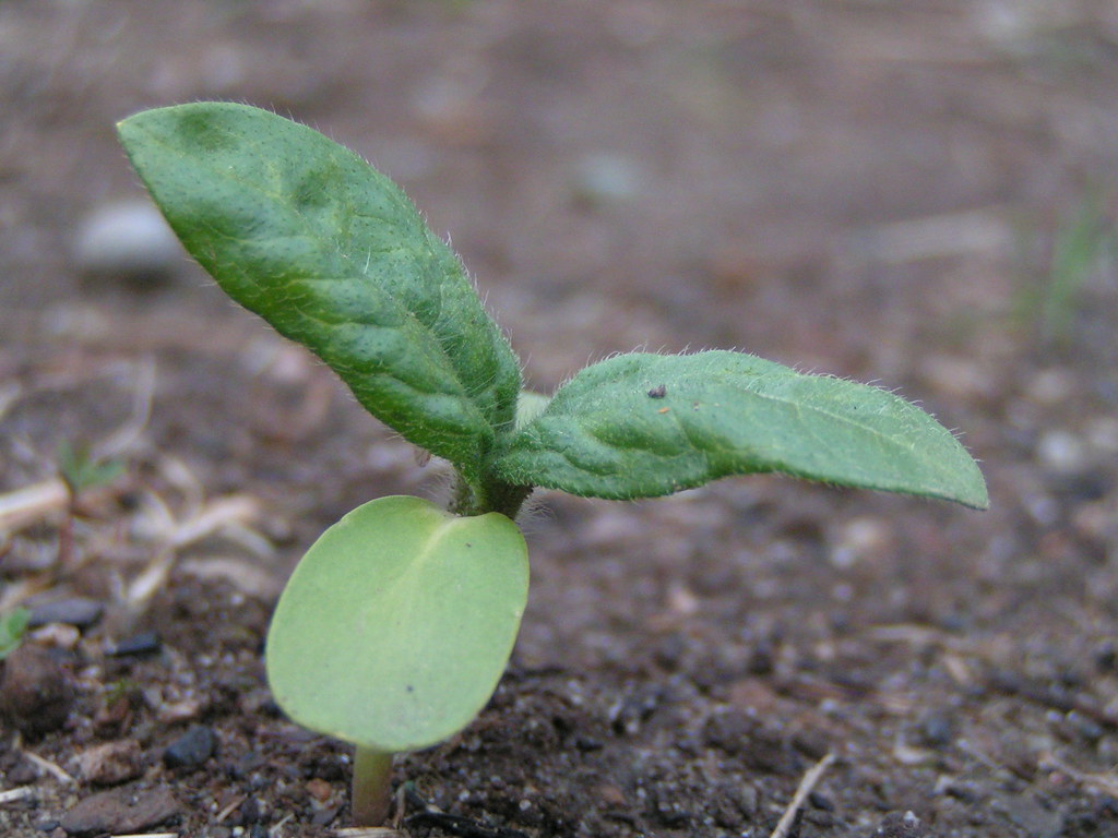 Why are My Spinach Leaves Turning Yellow? (Common Causes & Fixes)