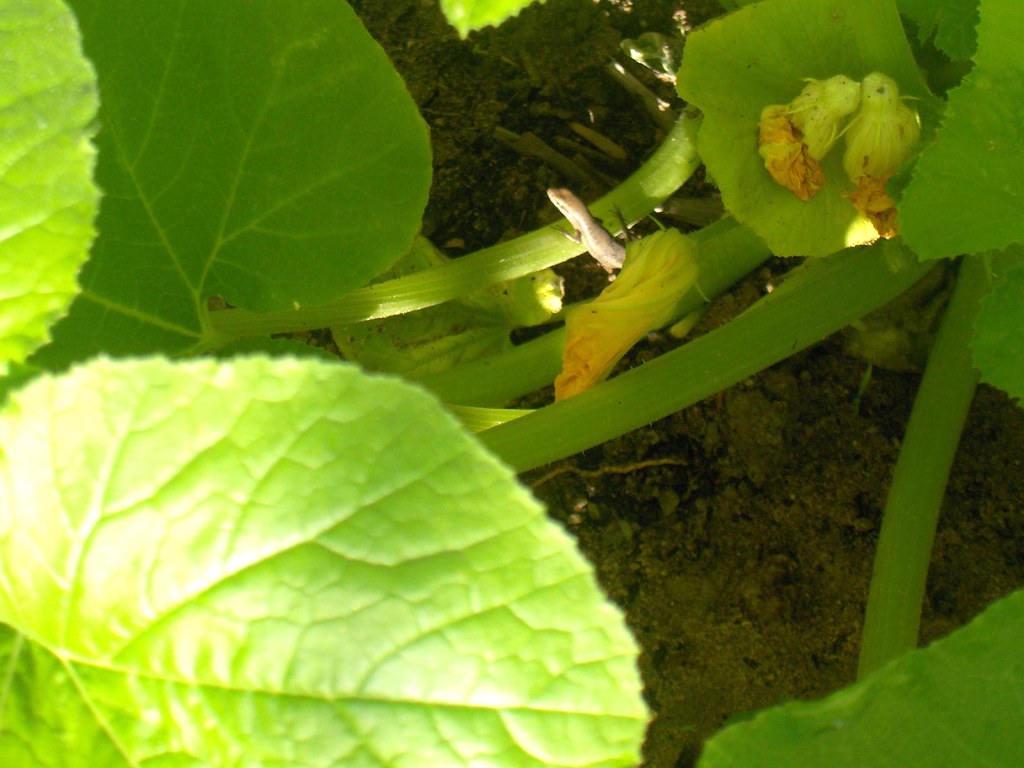 Do Companion Plants Really Repel Pests? (The Science-Backed Truth)