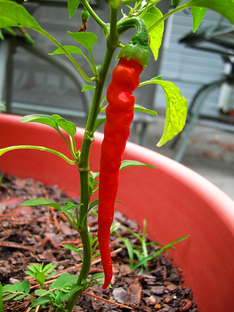 Why are My Pepper Plants Flowering but Not Producing Peppers?