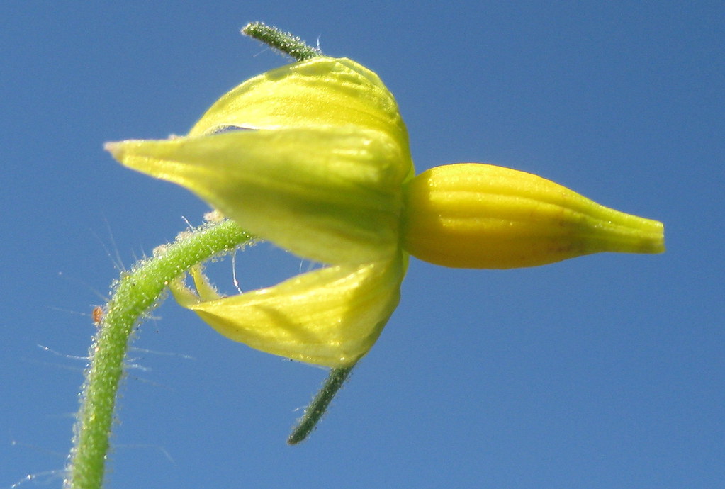 Why are My Tomato Blossoms Falling Off? (Heat-Stress Fixes)