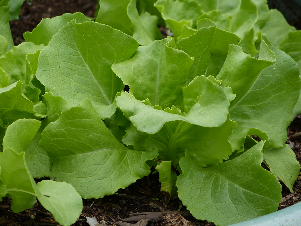 How to Grow Crisp Lettuce in the Middle of Summer Heat