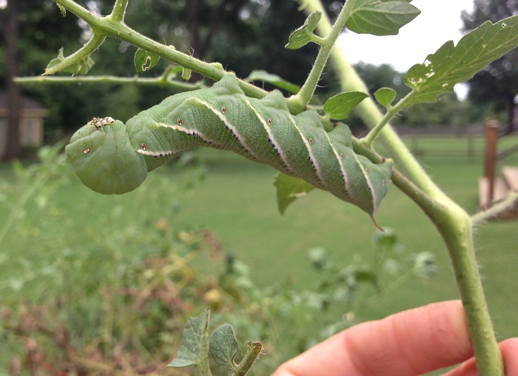 How to Stop Cabbage Worms Using Lightweight Insect Netting