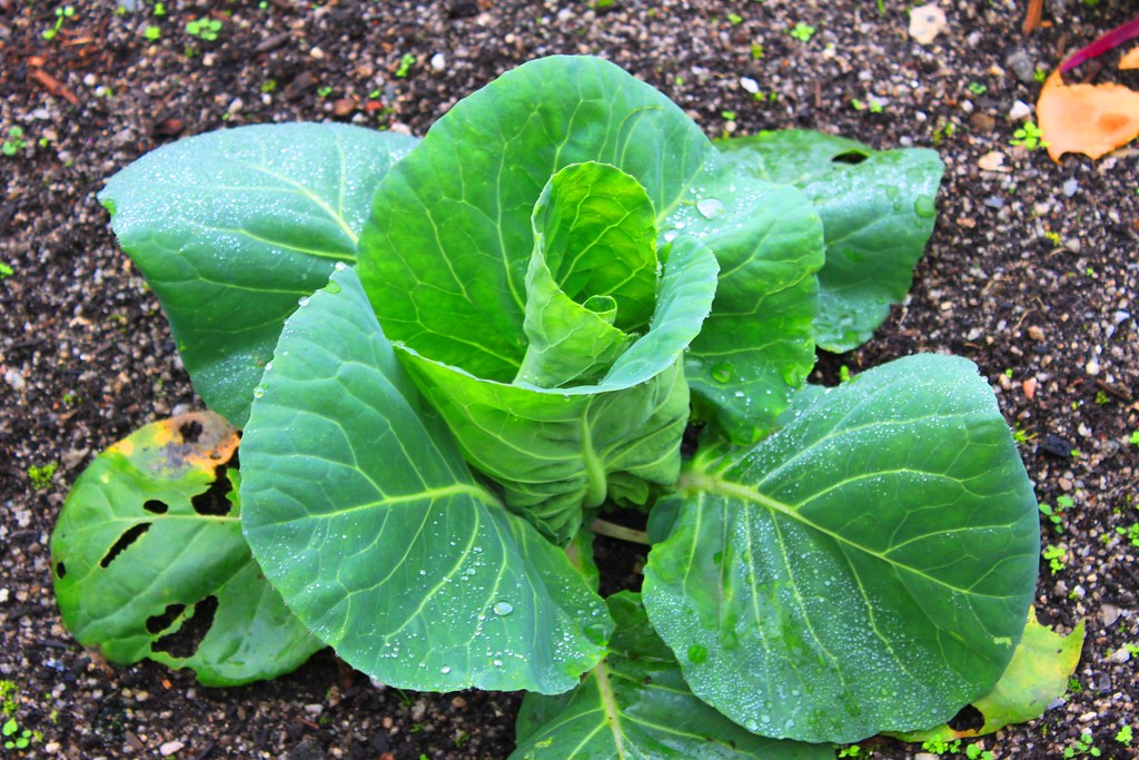 How to Improve Pollination in an Enclosed Greenhouse
