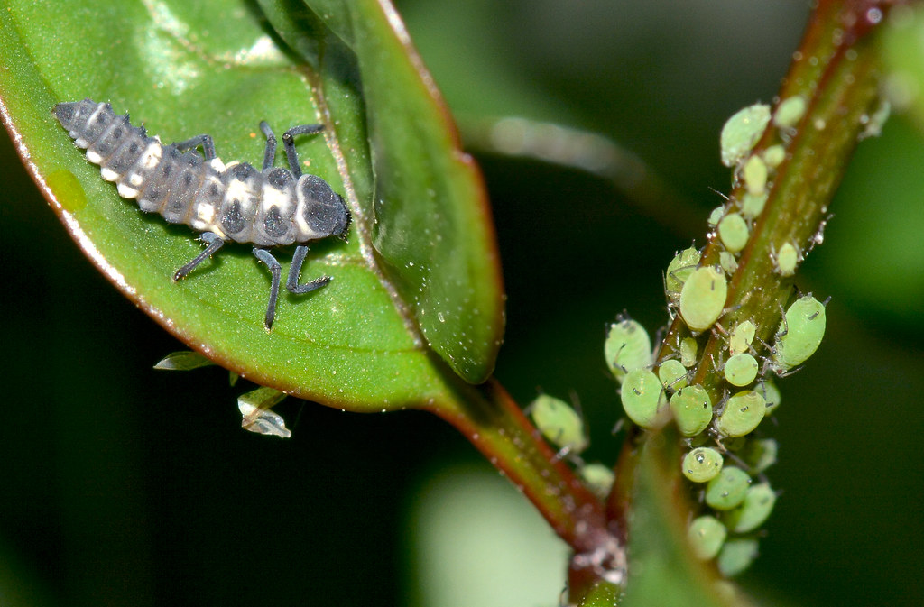 How to Clear Aphids from Brussels Sprouts (Without Sprays)