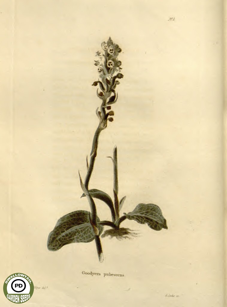How to Clean Up Weed Seeds in Soil Using Solarization
