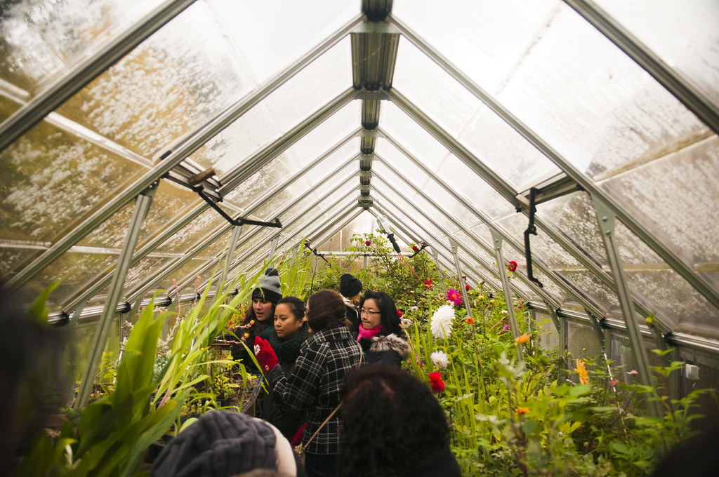 How to Use Nematodes to Eliminate Fungus Gnats in Greenhouse Trays