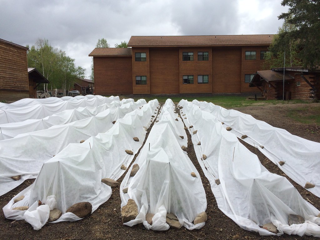 Using Row Covers to Prevent Leafminers on Spinach and Chard