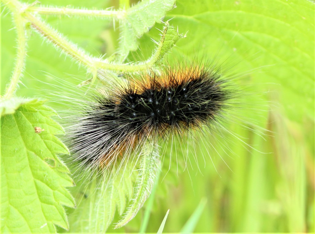 Using Bacillus thuringiensis (Bt) for Organic Caterpillar Control