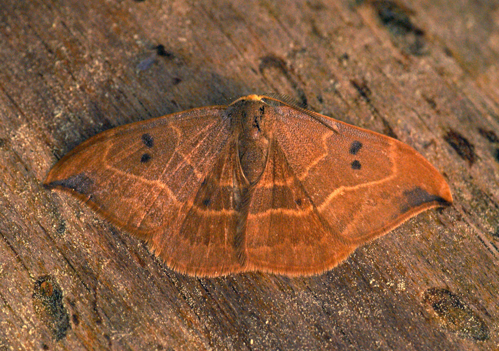 How to Use Pheromone Traps to Monitor and Trap Codling Moths