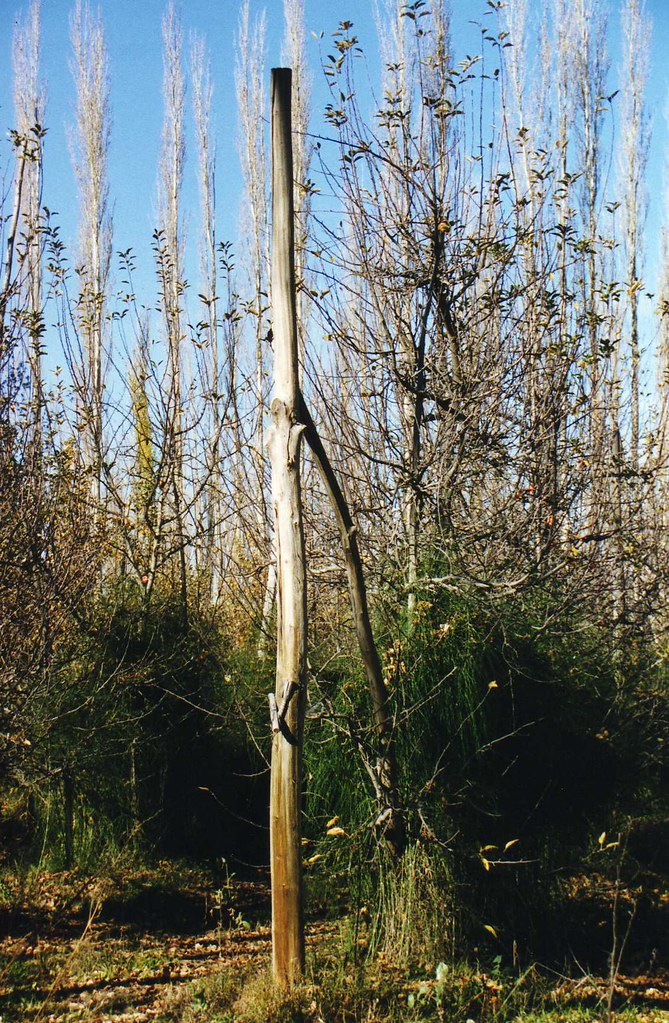How to Calibrate and Use a Soil pH Pen for Acid-Loving Berries